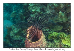 Feather Star