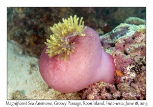 Magnificent Sea Anemone