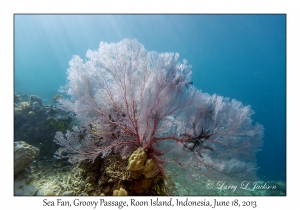 Sea Fan