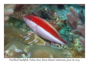 Freckled Hawkfish