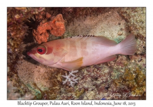 Blacktip Grouper