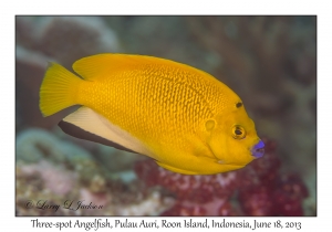 Three-spot Angelfish