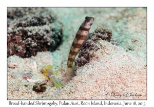 Broad-banded Shrimpgoby