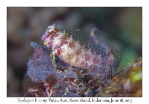 Triplespot Blenny