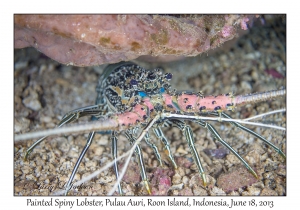 Painted Spiny Lobster