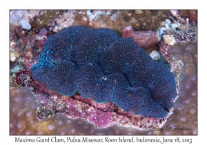 Maxima Giant Clam