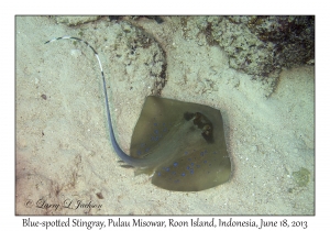 Blue-spotted Stingray