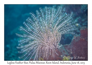 Legless Feather Star