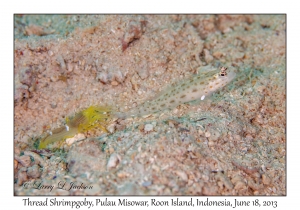 Thread Shrimpgoby