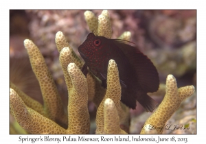 Springer's Blenny