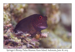 Springer's Blenny