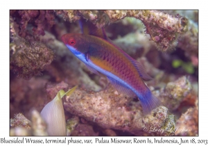 Bluesided Wrasse