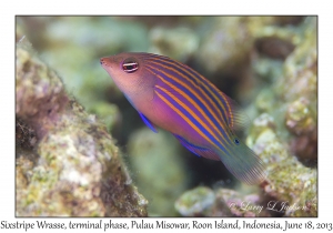 Sixstripe Wrasse