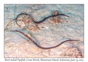 Short-tailed Pipefish