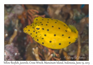 Yellow Boxfish