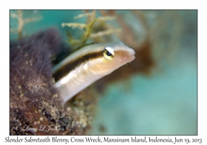 Slender Sabretooth Blenny