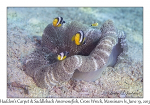 Haddon's Carpet Anemone