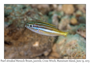 Pearl-streaked Monocle Bream