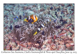 Corkscrew Sea Anemone