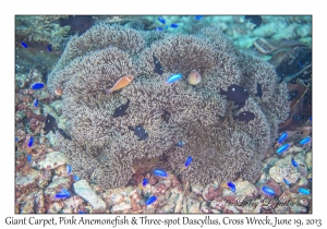 Giant Carpet (Anemone)