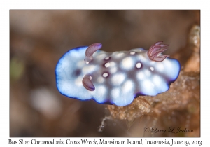 Bus Stop Goniobranchus