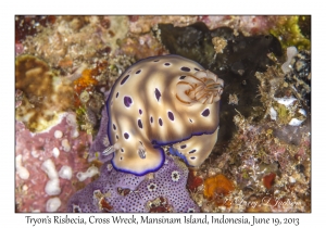 Tryon's Hypselodoris