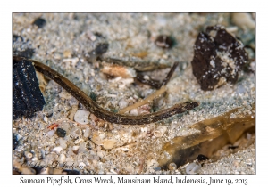 Samoan Pipefish