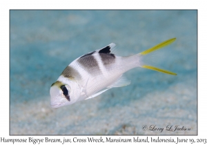 Humpnose Bigeye Bream