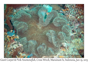 Giant Carpet (Anemone)