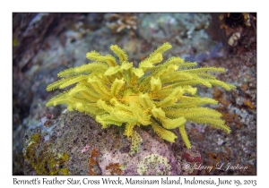 Bennett's Feather Star