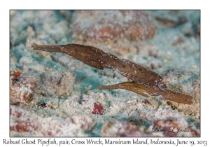 Robust Ghost Pipefish