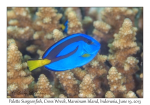 Palette Surgeonfish