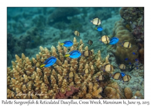 Palette Surgeonfish & Reticulated Dascyllus