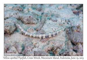 Yellow-spotted Pipefish