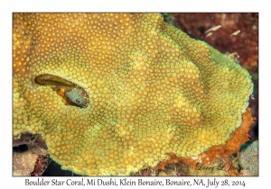 Boulder Star Coral