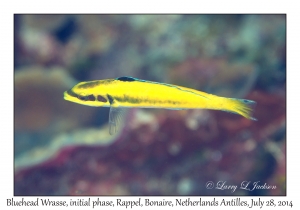 Bluehead Wrasse
