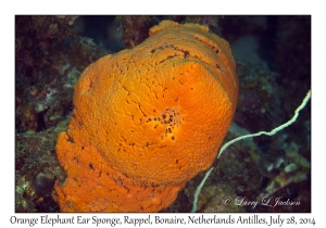 Orange Elephant Ear Sponge