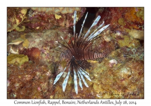 Common Lionfish