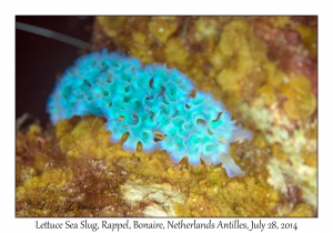 Lettuce Sea Slug