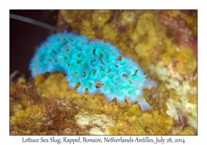 Lettuce Sea Slug