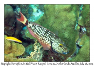 Stoplight Parrotfish