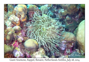 Giant Anemone