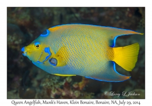 Queen Angelfish