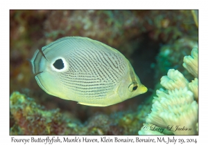 Foureye Butterflyfish