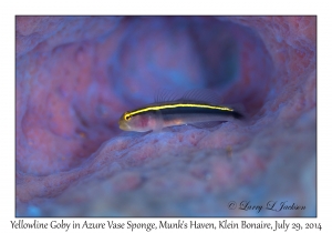 Yellowline Goby