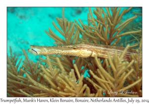 Trumpetfish