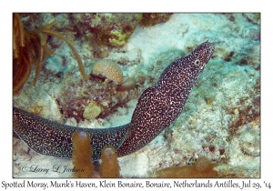 Spotted Moray