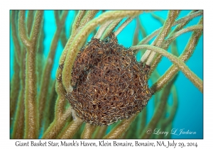 Giant Basket Star