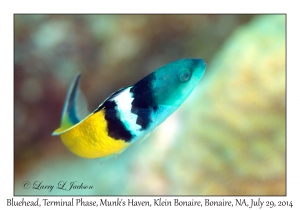 Bluehead Wrasse