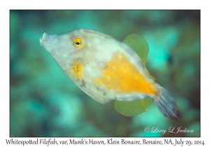 Whitespotted Filefish